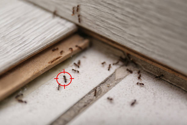 Best Pest Removal Services  in Gretna, FL