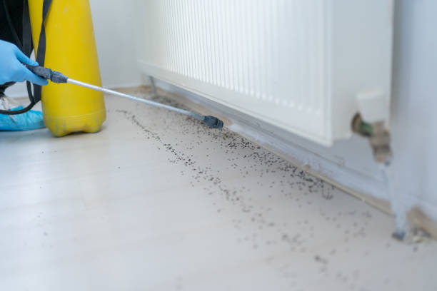 Wasp Removal Services in Gretna, FL